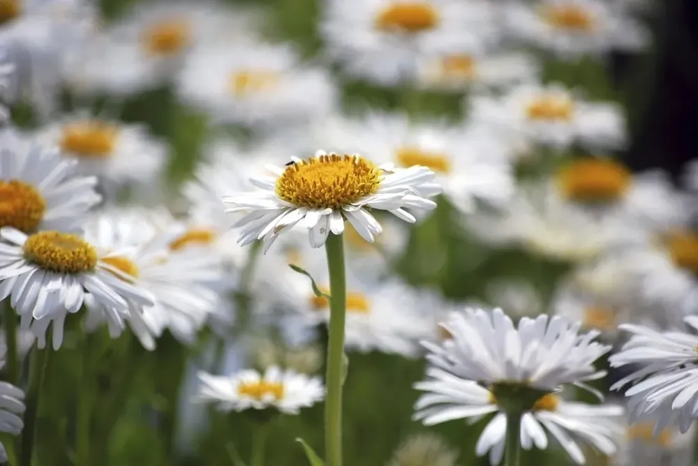 Bestelbaar - Aster (Aster alpinus ‘Albus‘)