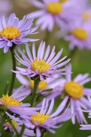Actieprijs - Alpen aster (Aster alpinus)