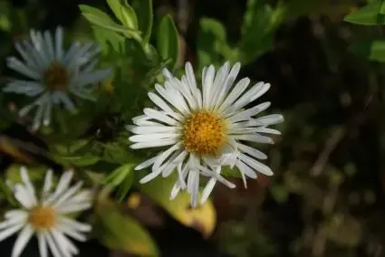 Slechts tijdelijk - Aster (Aster novi-angliae ‘Herbstschnee‘)