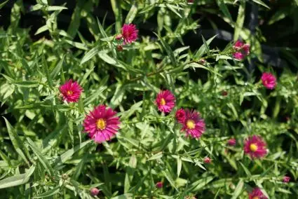 Aster (Aster novi-belgii ‘Winston Churchill‘) | Zeer goed beoordeeld