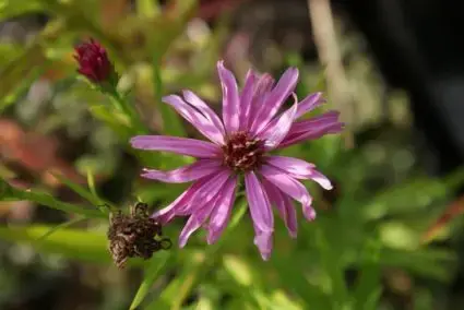 Erg populair - Aster (Aster novi-belgii ‘Peter Harrison‘)