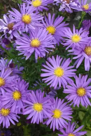 Aster (Aster dumosus ‘Blaue Laguna‘) - Op voorraad