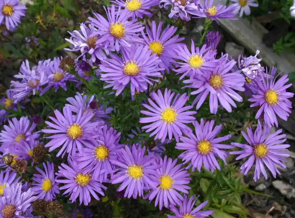 Aster (Aster dumosus ‘Blaue Laguna‘) - Op voorraad