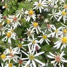 Aster (Aster divaricatus ‘Easter Star‘) | Nieuw product