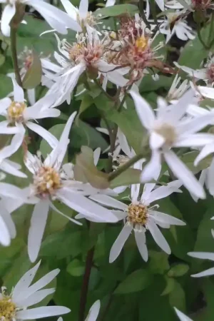 Aster (Aster divaricatus) BIO - Spoedlevering