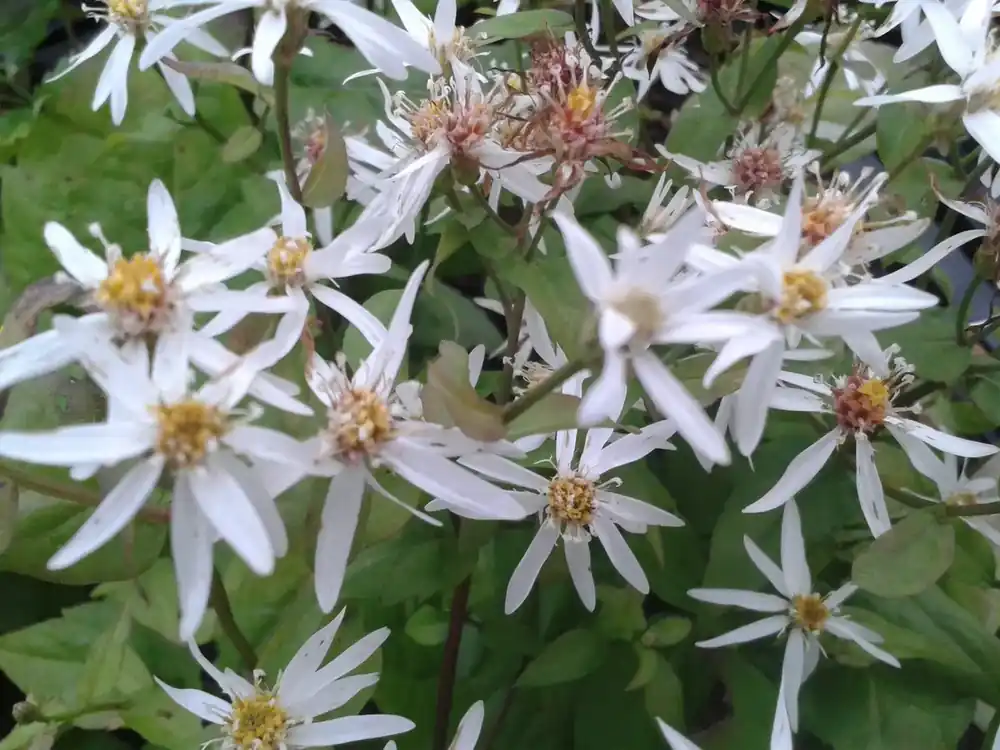 Aster (Aster divaricatus) BIO - Spoedlevering