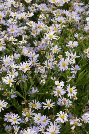 Zomeraster (Kalimeris incisa) - Prijsverlaging