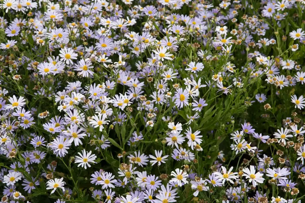 Zomeraster (Kalimeris incisa) - Prijsverlaging