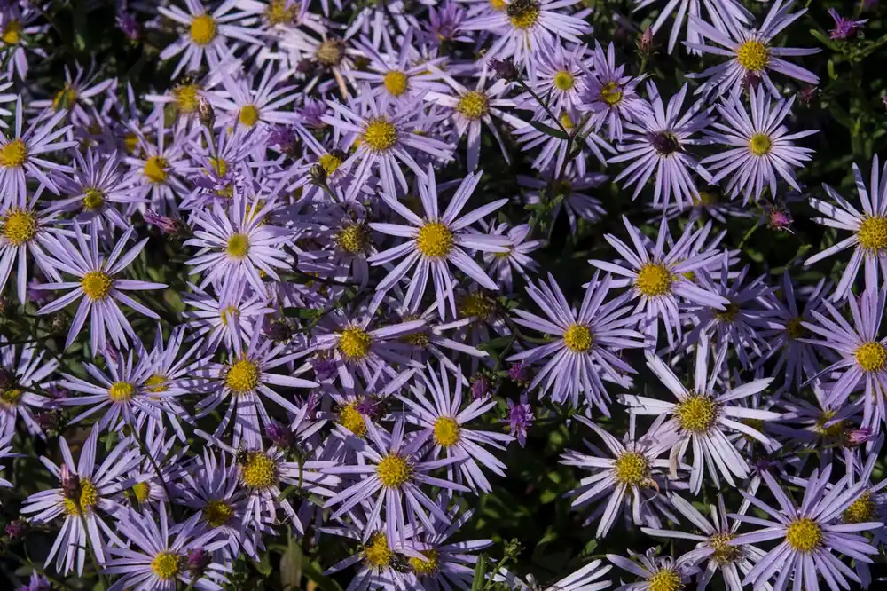 Aster (Aster pyrenaeus ‘Lutetia‘) - Actie loopt bijna af