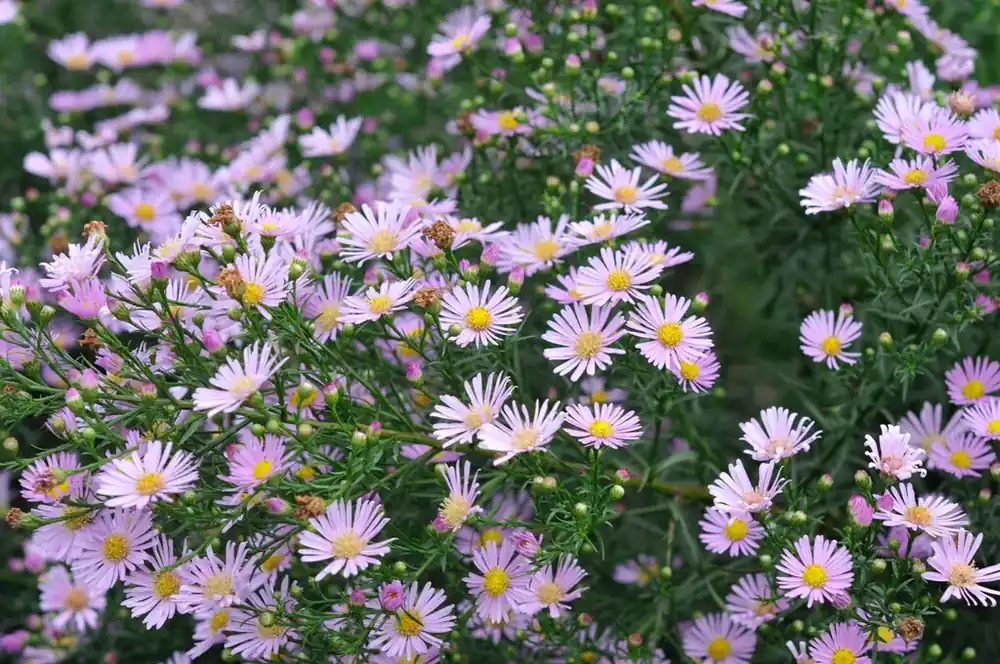 Mis het niet | Aster (Aster ‘Pink Star‘)