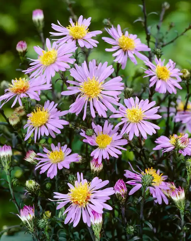 Aster (Aster laevis ‘Calliope‘) - Actie