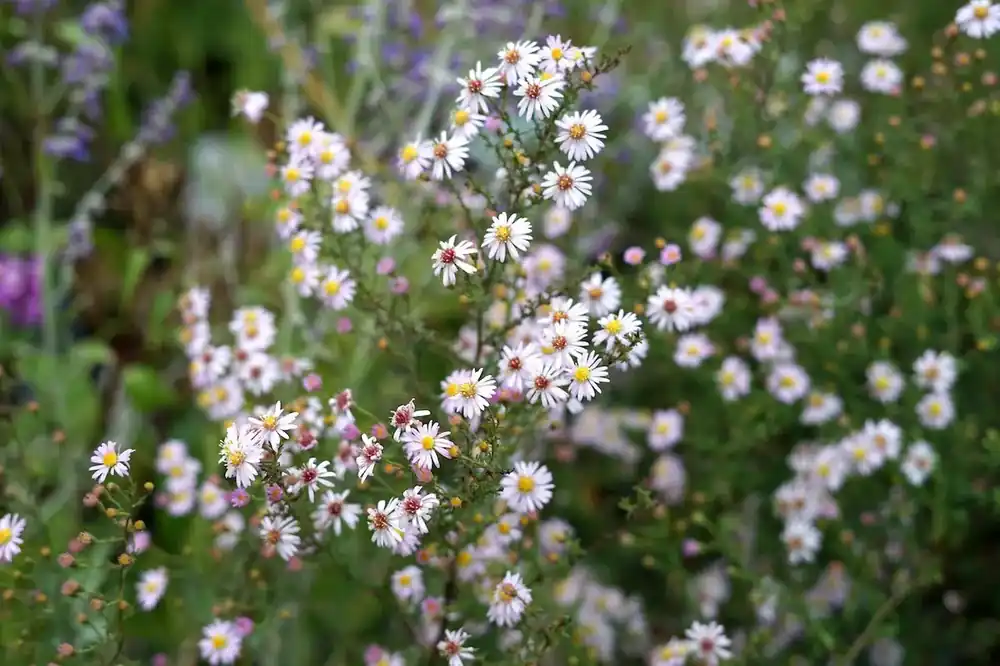 Aster (Aster ericoides ‘Pink Cloud‘) | Profiteer nu