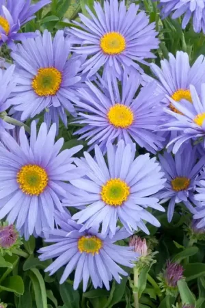 Aster (Aster alpinus ‘Goliath‘) | Bespaar meer
