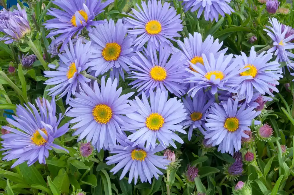 Aster (Aster alpinus ‘Goliath‘) | Bespaar meer