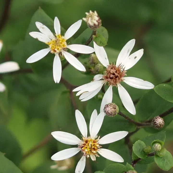 Topprijs | Aster (Aster divaricatus ‘Tradescant‘)