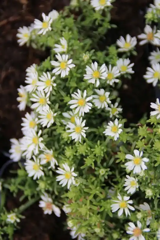 Aster (Aster ericoides ‘Snowflurry‘) | Nu beschikbaar
