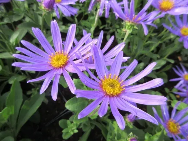 Trending - Aster (Aster amellus ‘Blue king‘)