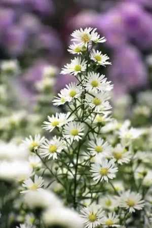 Aster (Aster ‘Monte Cassino‘) | Scherpe prijs