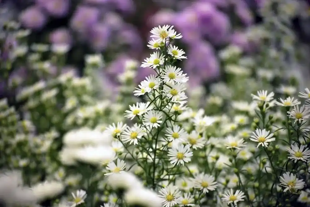 Aster (Aster ‘Monte Cassino‘) | Scherpe prijs