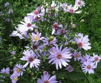 Premium | Aster (Aster lateriflorus ‘Lady in Black‘)