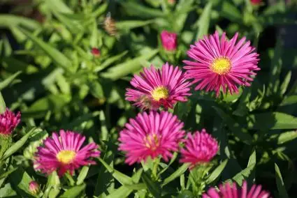 Lage prijs | Aster (Aster ‘Anneke‘)