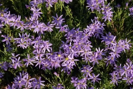 Aster (Aster sedifolius Nanus) - Hoog gewaardeerd