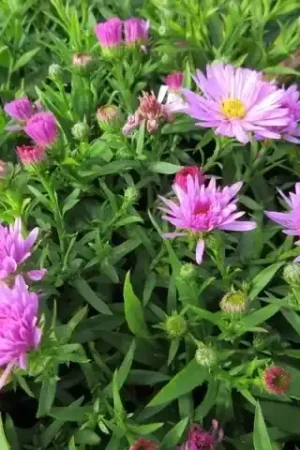 Voordelig | Aster (Aster ‘Rosenwichtel‘)