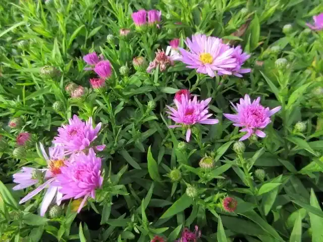 Voordelig | Aster (Aster ‘Rosenwichtel‘)