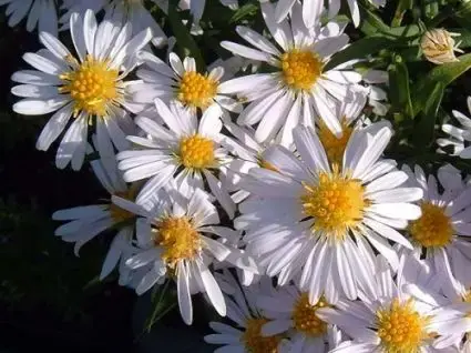 Speciale deal | Aster (Aster ‘Apollo‘)