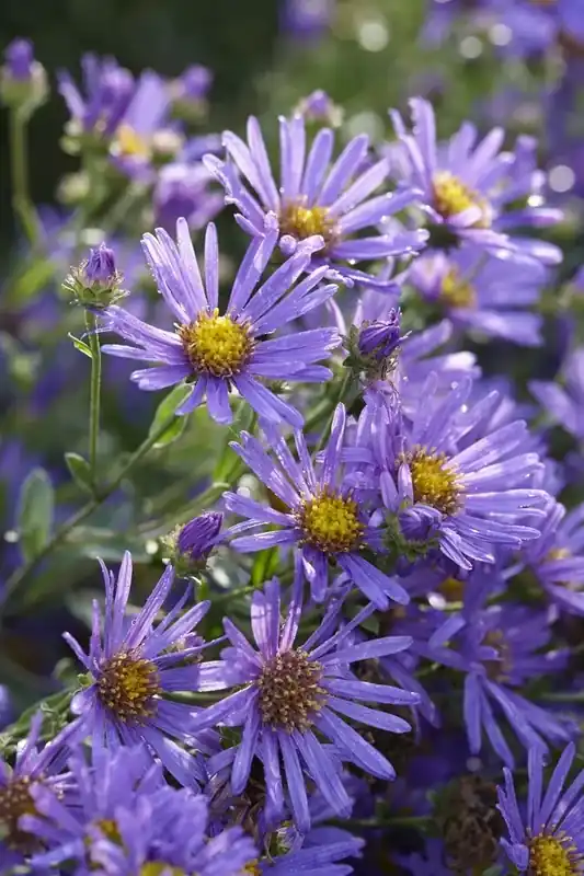 Favoriet van klanten - Aster (Aster amellus ‘King George‘)