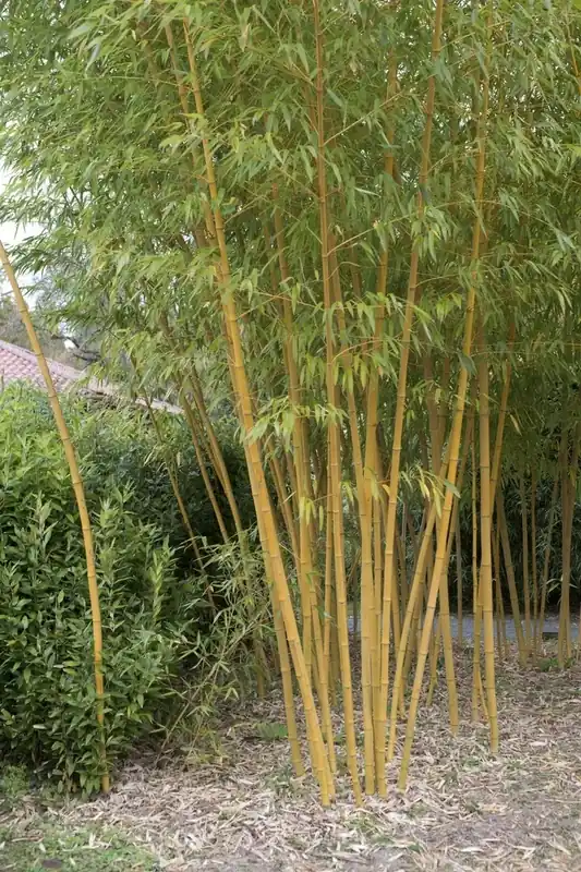 Net toegevoegd | Bamboe (Phyllostachys vivax ‘Aureocaulis‘)
