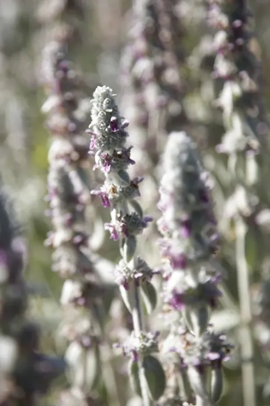 Nieuw in het assortiment | Ezelsoor / Andoorn (Stachys byzantina ‘Silver Carpet‘)