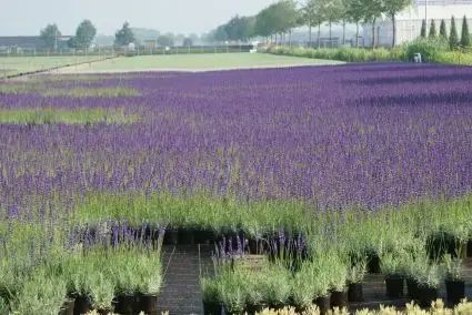 Lavendel (Lavandula angustifolia) BIO - Net binnen