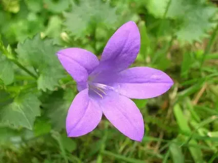 Klokje (Campanula portenschlagiana) BIO | Zolang de voorraad strekt