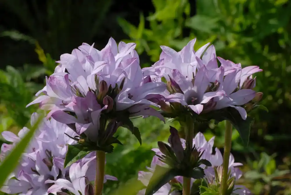 Hoge kwaliteit | Klokje (Campanula glomerata ‘Caroline‘)