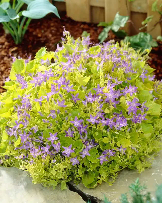 Fabrieksprijs - Klokje (Campanula ‘Dickson‘s Gold‘)