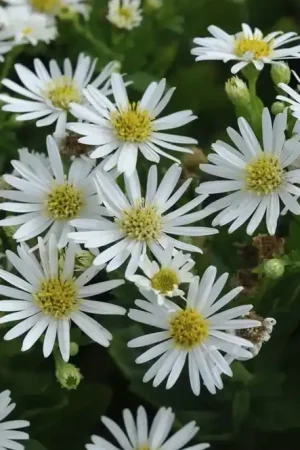 Aster (Aster ageratoides ‘Starshine‘) - Nieuw in het assortiment