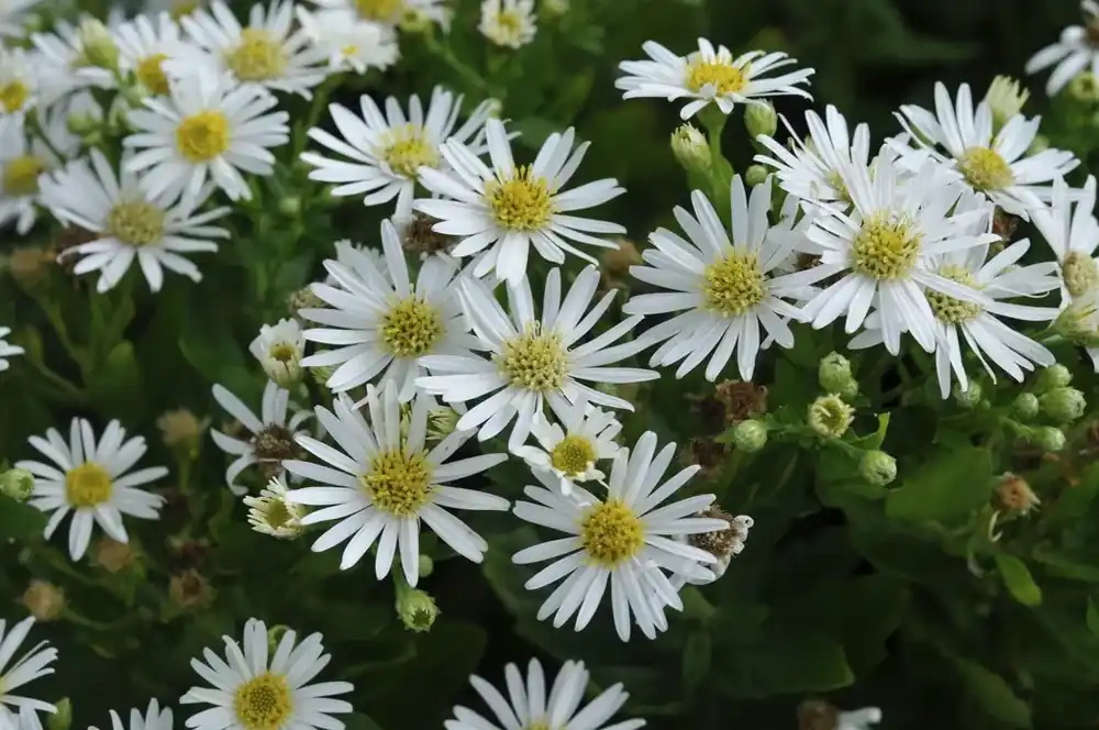 Aster (Aster ageratoides ‘Starshine‘) - Nieuw in het assortiment