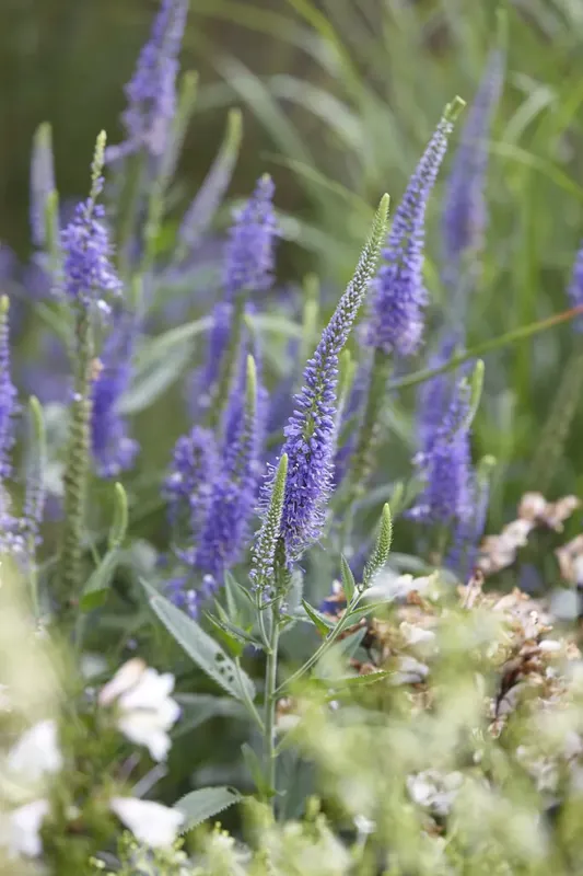 Ereprijs (Veronica longifolia) | Populair