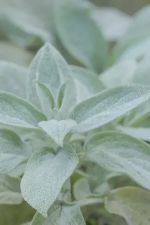 Andoorn (Stachys byzantina ‘Cotton Boll‘) - Alleen deze week