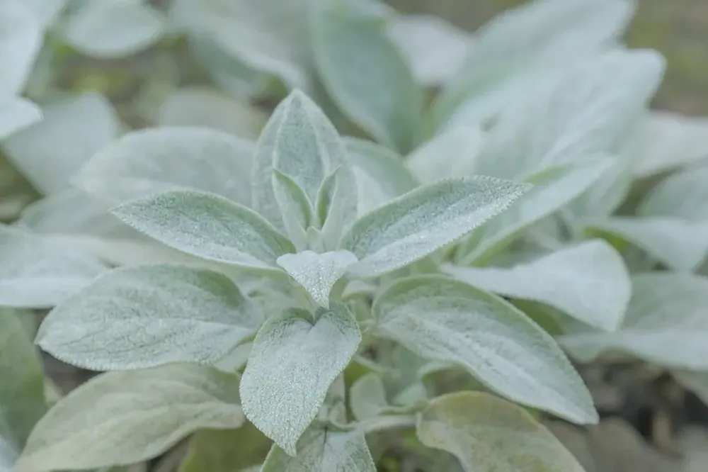 Andoorn (Stachys byzantina ‘Cotton Boll‘) - Alleen deze week