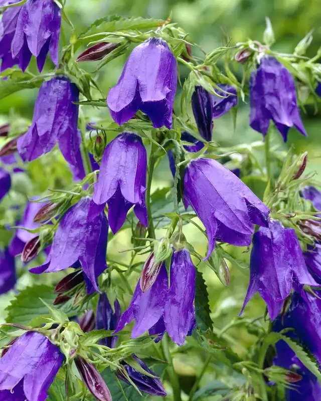 Klokje (Campanula ‘Sarastro‘) | Erg populair
