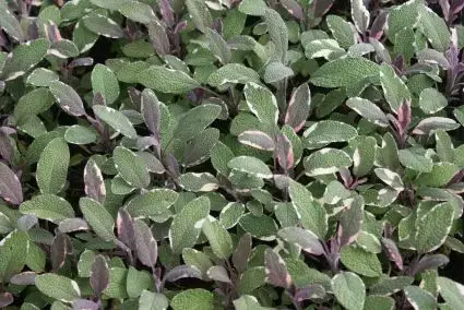 Salie (Salvia officinalis ‘Tricolor‘) - Nieuw product
