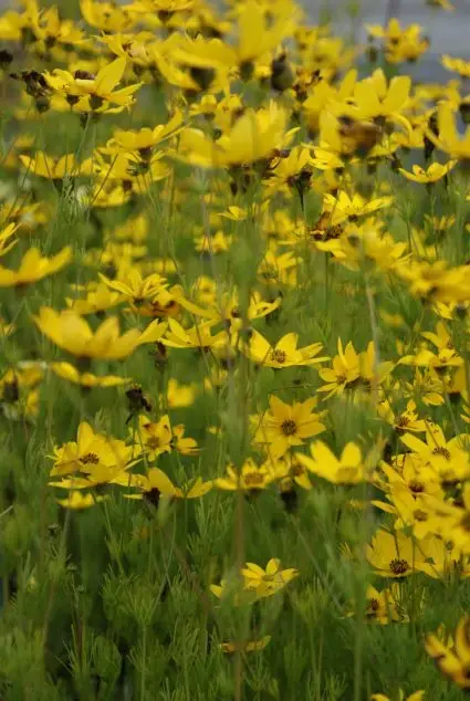 Meisjesogen (Coreopsis verticillata) | Scherp geprijsd