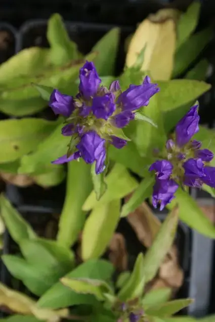 Nieuw in het assortiment - Kluwenklokje (Campanula glomerata ‘Superba‘)