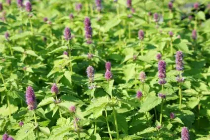 Dropplant (Agastache foeniculum) - Extra korting