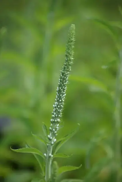 Langblad-ereprijs (Veronica longifolia ‘Schneeriesin‘) - Professionele kwaliteit