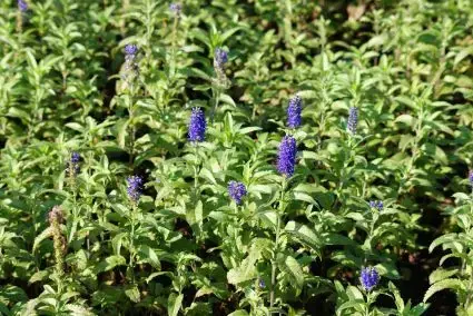 Ereprijs (Veronica longifolia ‘Blauriesin‘) | Net binnen