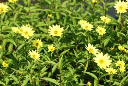 Nieuw binnengekomen | Meisjesogen (Coreopsis verticillata ‘Zagreb‘)