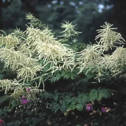 Geitebaard (Aruncus dioicus) | Sale
